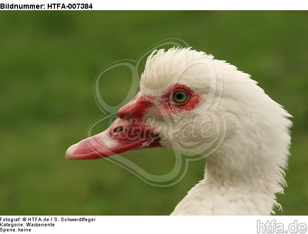 Warzenente / muscovy duck / HTFA-007384