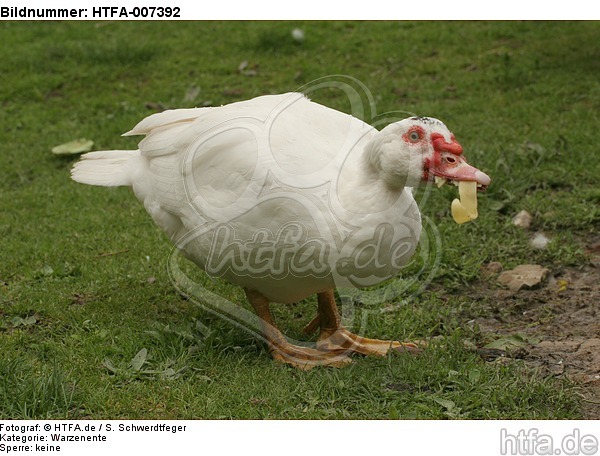 Warzenente / muscovy duck / HTFA-007392