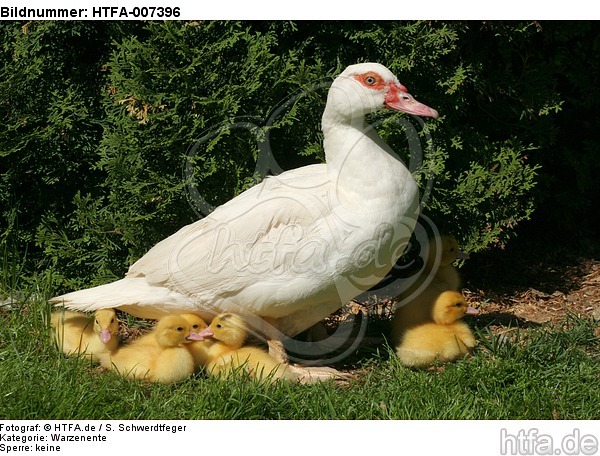 Warzenenten / muscovy ducks / HTFA-007396