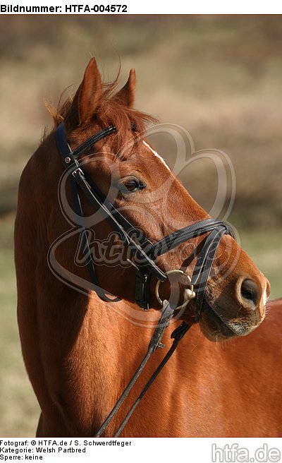 Welsh Partbred / HTFA-004572