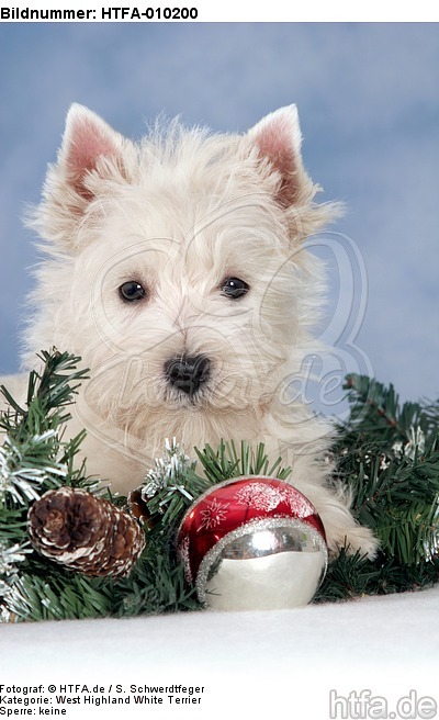 West Highland White Terrier Welpe / West Highland White Terrier Puppy / HTFA-010200
