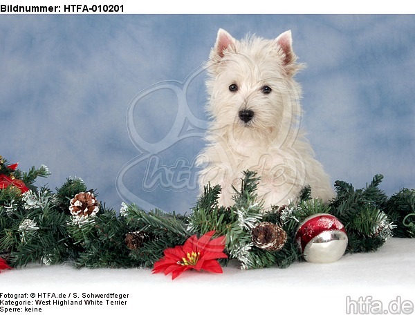 sitzender West Highland White Terrier Welpe / sitting West Highland White Terrier Puppy / HTFA-010201