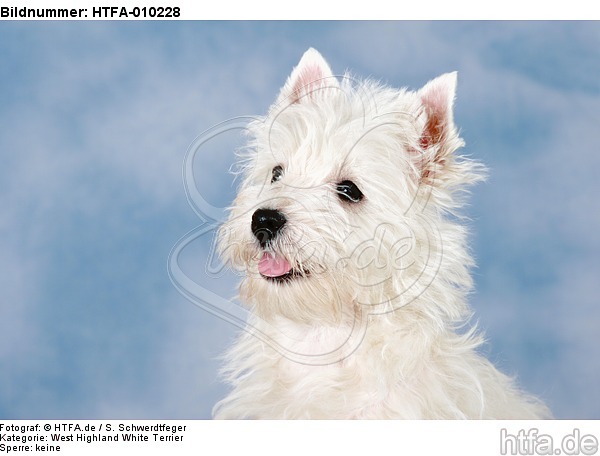 West Highland White Terrier Welpe / West Highland White Terrier Puppy / HTFA-010228