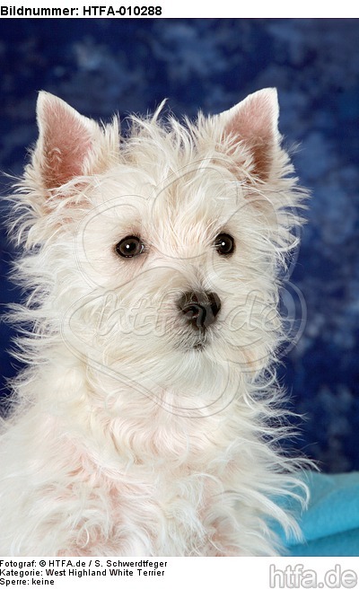 West Highland White Terrier Welpe / West Highland White Terrier Puppy / HTFA-010288