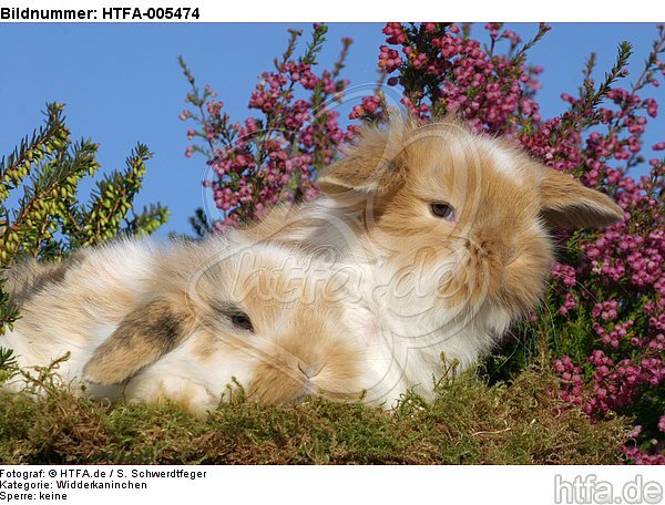 junge Widderkaninchen / young lop-eared bunnies / HTFA-005474