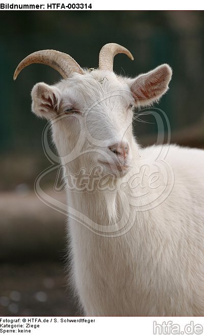 Hausziege / goat / HTFA-003314