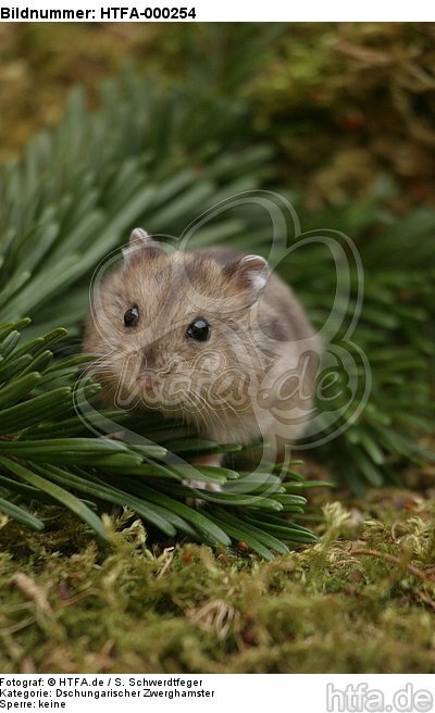 Dschungarischer Zwerghamster / hamster / HTFA-000254