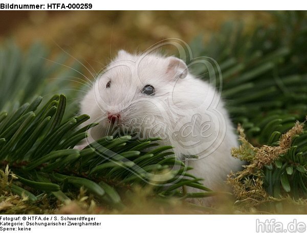 Dschungarischer Zwerghamster / hamster / HTFA-000259