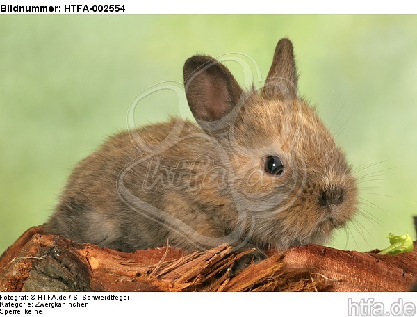 Zwergkaninchen / dwarf rabbit / HTFA-002554