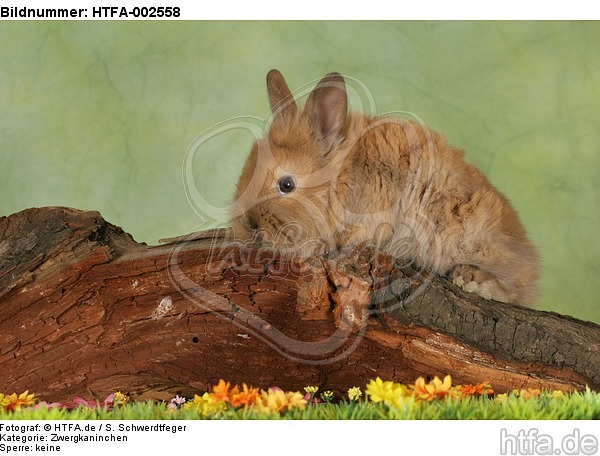 Zwergkaninchen / dwarf rabbit / HTFA-002558