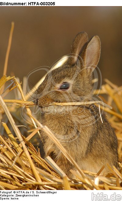 Zwergkaninchen / dwarf rabbit / HTFA-003205