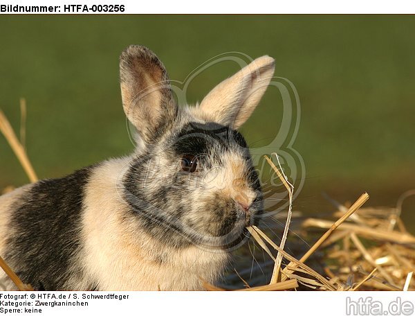 Zwergkaninchen / dwarf rabbit / HTFA-003256