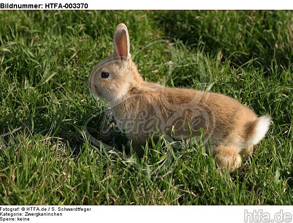 Zwergkaninchen / dwarf rabbit / HTFA-003370