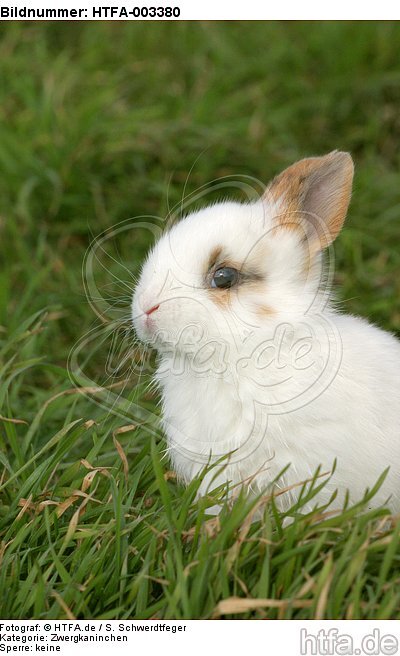 Zwergkaninchen / dwarf rabbit / HTFA-003380