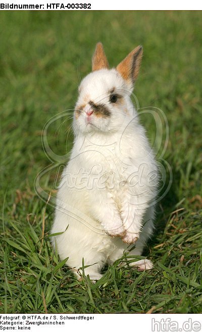 Zwergkaninchen / dwarf rabbit / HTFA-003382