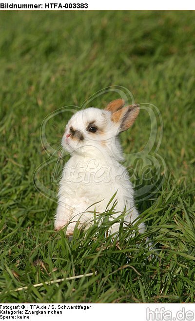 Zwergkaninchen / dwarf rabbit / HTFA-003383