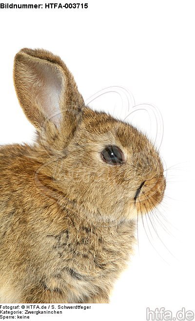 Zwergkaninchen / dwarf rabbit / HTFA-003715