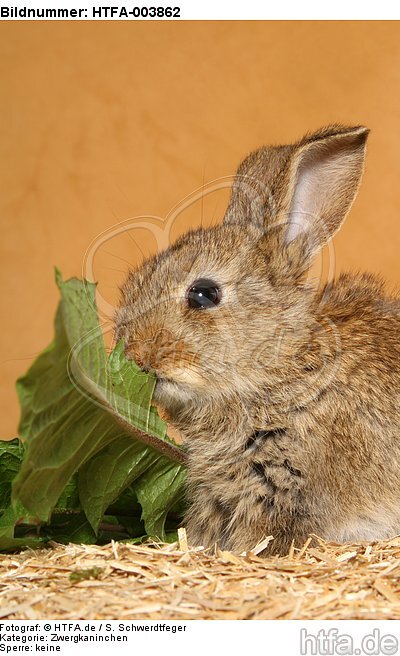 Zwergkaninchen / dwarf rabbit / HTFA-003862