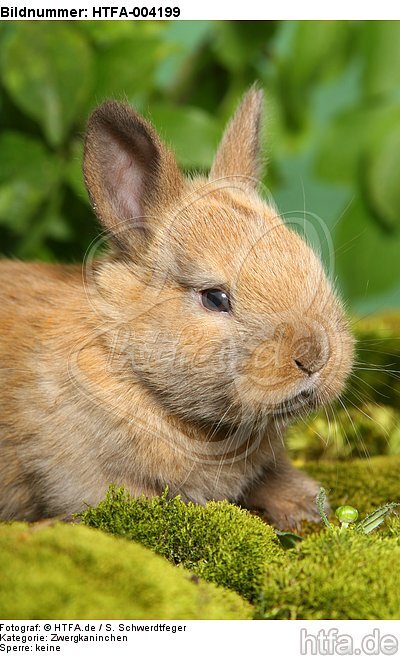 junges Zwergkaninchen / young dwarf rabbit / HTFA-004199