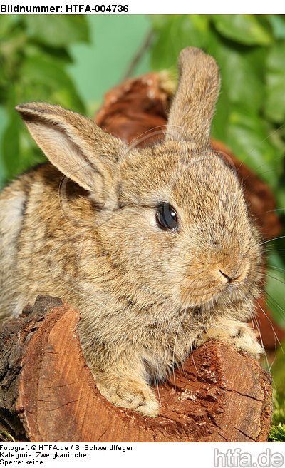 junges Zwergkaninchen / young dwarf rabbit / HTFA-004736