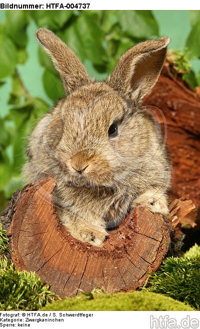 junges Zwergkaninchen / young dwarf rabbit / HTFA-004737