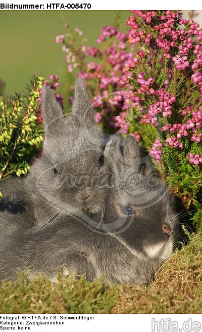 junge Zwergkaninchen / young dwarf rabbits / HTFA-005470