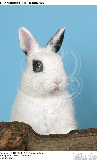 Zwergkaninchen / dwarf rabbit / HTFA-006766