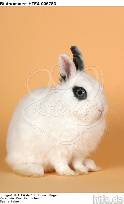 Zwergkaninchen / dwarf rabbit / HTFA-006783