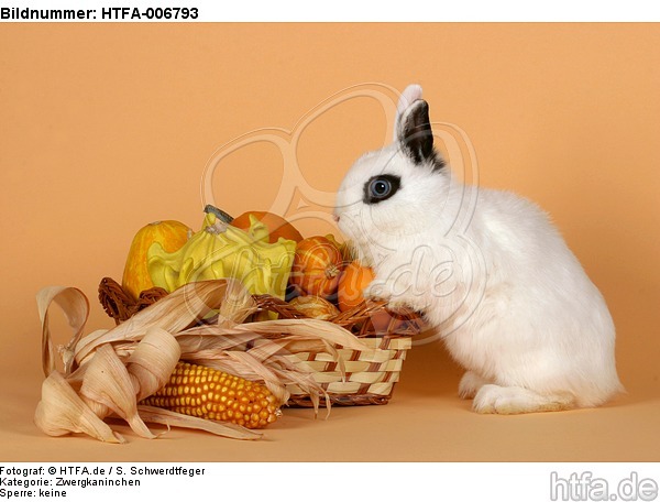 Zwergkaninchen / dwarf rabbit / HTFA-006793