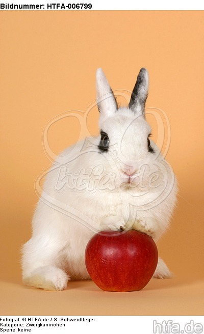 Zwergkaninchen / dwarf rabbit / HTFA-006799