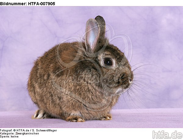 Zwergkaninchen / dwarf rabbit / HTFA-007905