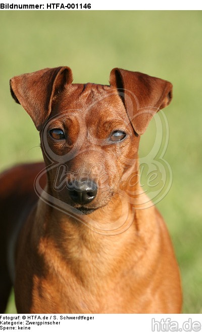 Rehpinscher Portrait / miniature pinscher portrait / HTFA-001146