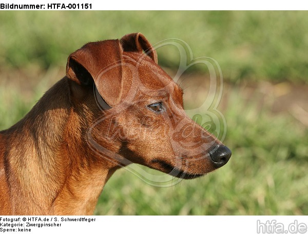 Rehpinscher Portrait / miniature pinscher portrait / HTFA-001151