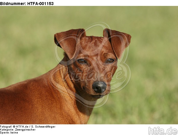 Rehpinscher Portrait / miniature pinscher portrait / HTFA-001153