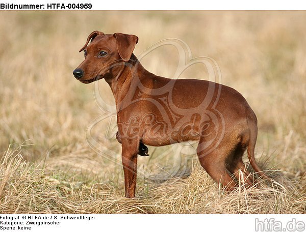 Rehpinscher / miniature pinscher / HTFA-004959