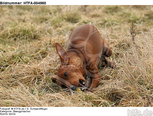 Rehpinscher / miniature pinscher / HTFA-004960