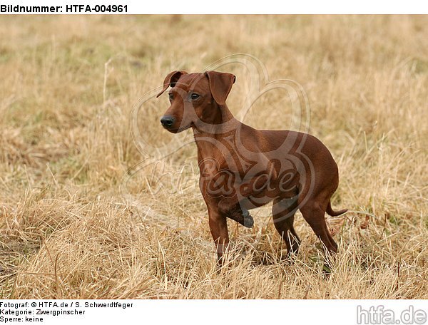 Rehpinscher / miniature pinscher / HTFA-004961