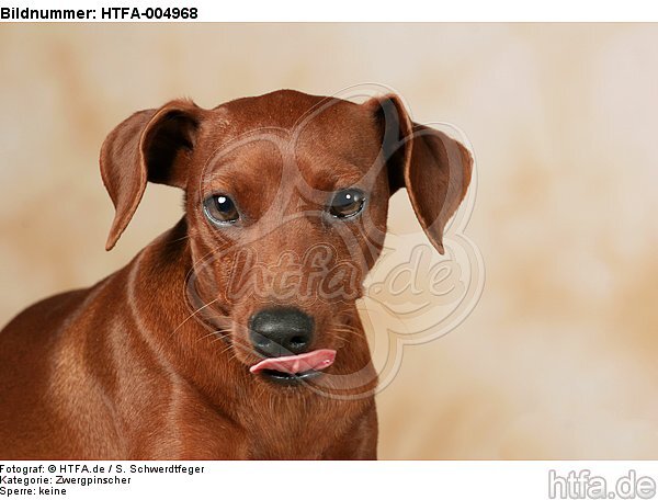 Rehpinscher / miniature pinscher / HTFA-004968