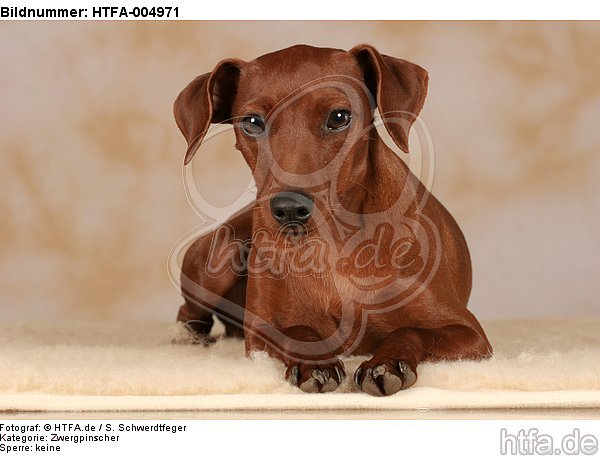 Rehpinscher / miniature pinscher / HTFA-004971