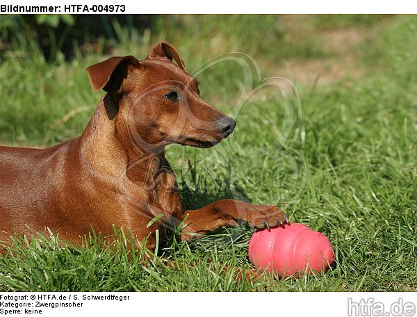 Rehpinscher / miniature pinscher / HTFA-004973