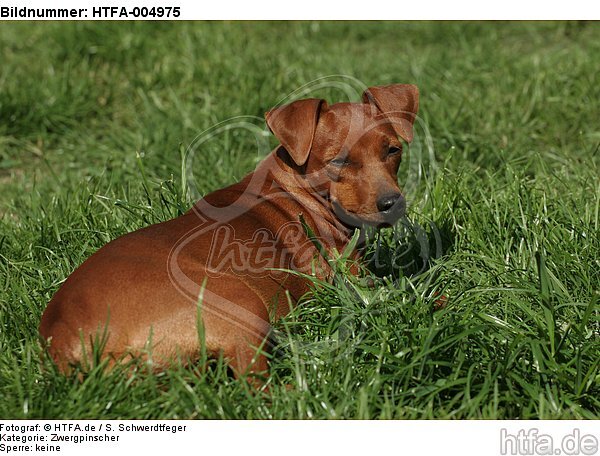 Rehpinscher / miniature pinscher / HTFA-004975