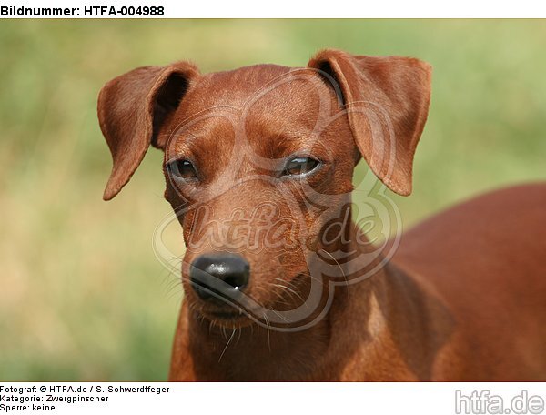 Rehpinscher / miniature pinscher / HTFA-004988