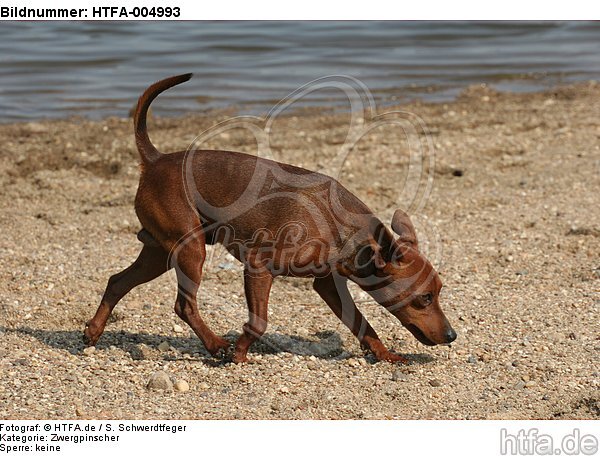 Rehpinscher / miniature pinscher / HTFA-004993