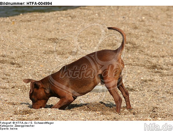 Rehpinscher / miniature pinscher / HTFA-004994