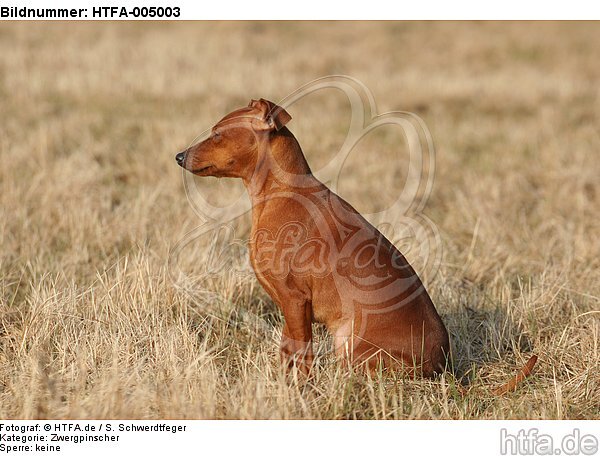 Rehpinscher / miniature pinscher / HTFA-005003