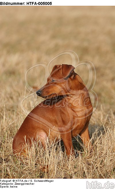 Rehpinscher / miniature pinscher / HTFA-005005