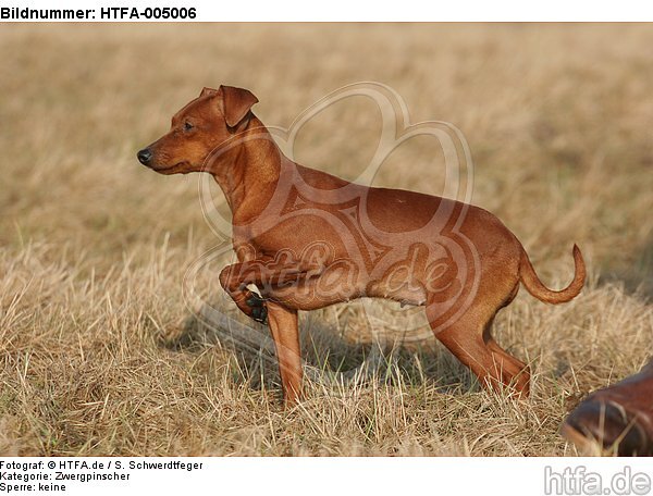 Rehpinscher / miniature pinscher / HTFA-005006