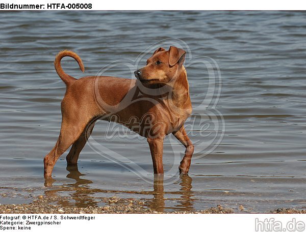 Rehpinscher / miniature pinscher / HTFA-005008