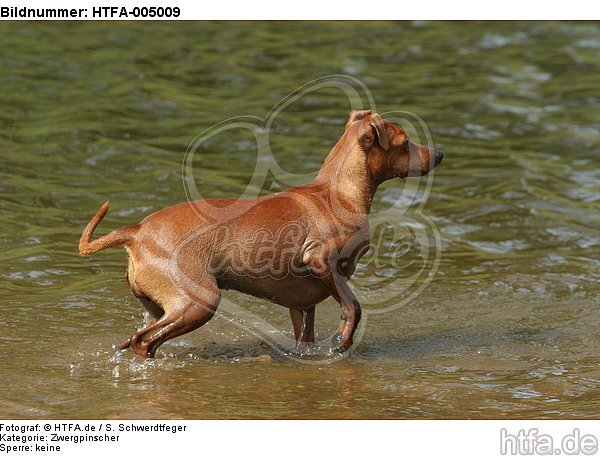 Rehpinscher / miniature pinscher / HTFA-005009