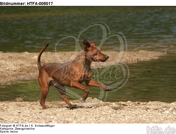 Rehpinscher / miniature pinscher / HTFA-005017